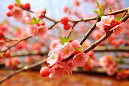 树枝上美丽的桃花图片
