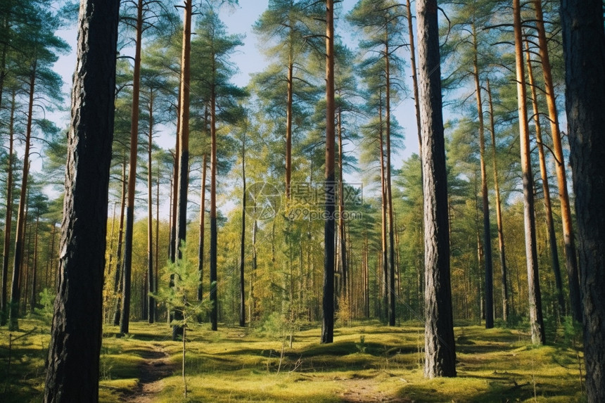 森林中的树木木材图片