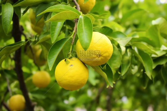 新鲜成熟的柠檬图片