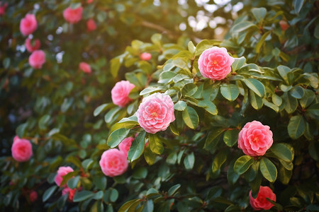 山茶花丰花花园梦想高清图片