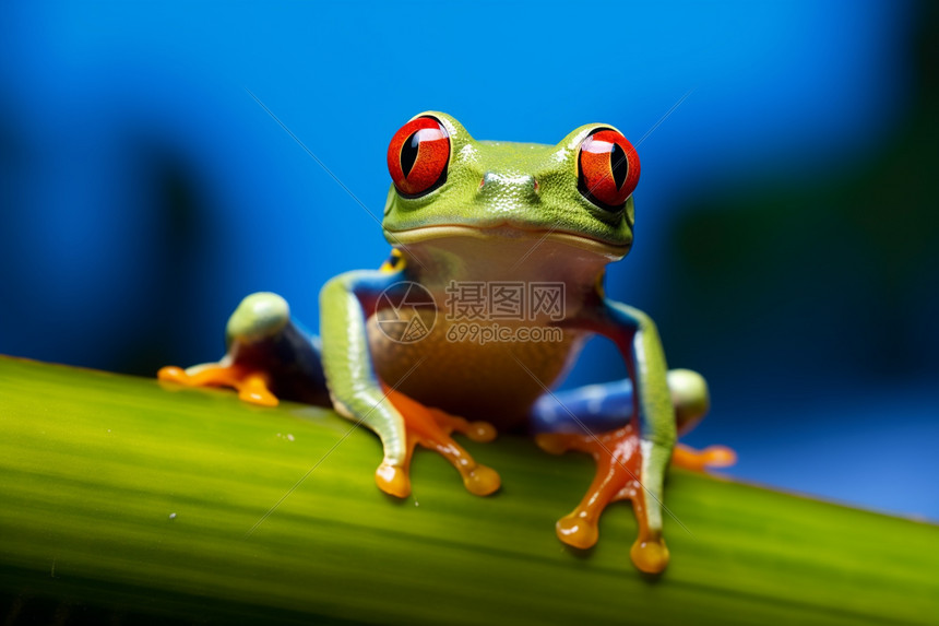 可爱树蛙图片