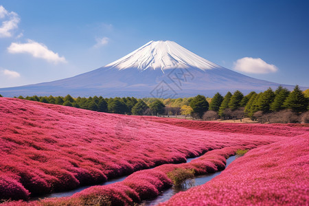 美丽壮观的富士山景观图片