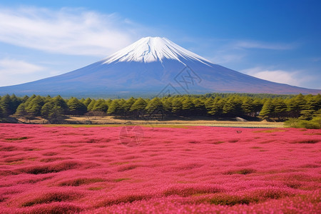 远处的富士山景观图片