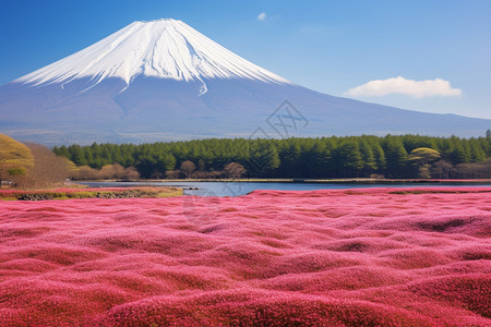 富士山的美丽景观图片