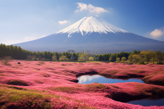 春天富士山的美丽景观图片