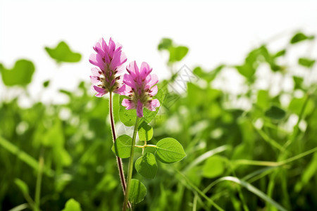 花园中盛开的草本植物图片