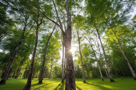 树叶夏天户外草甸图片