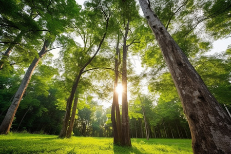 景观照明树叶夏天户外背景