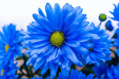 蓝色鲜艳的菊花图片