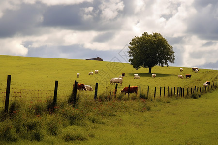 草原里的牛群图片