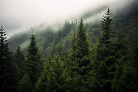 雾气中的松树图片