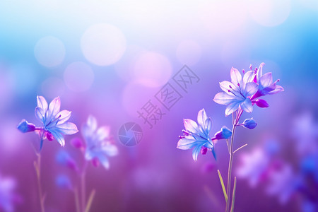 花园中的紫色鲜花图片