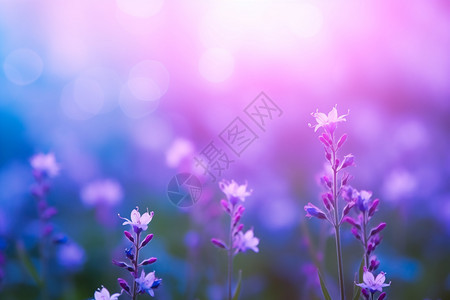 浪漫的紫色鲜花图片