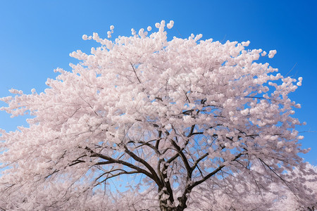 花园中盛开的樱花桃花图片