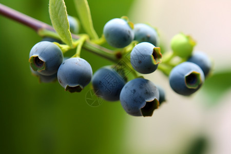 成熟的蓝莓果实图片