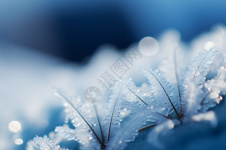 寒冷天气冰冻的雪花背景图片