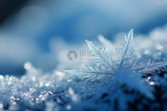 冷凝的雪花图片