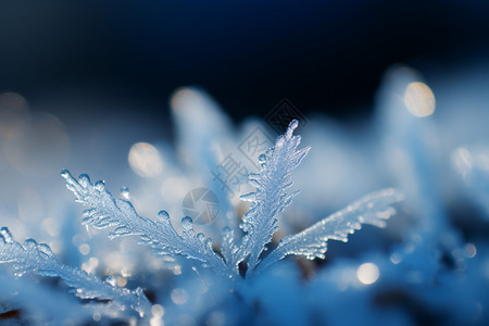 冬季冰冻的雪花图片