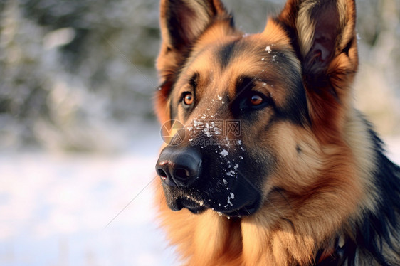 雪地中的牧羊犬图片