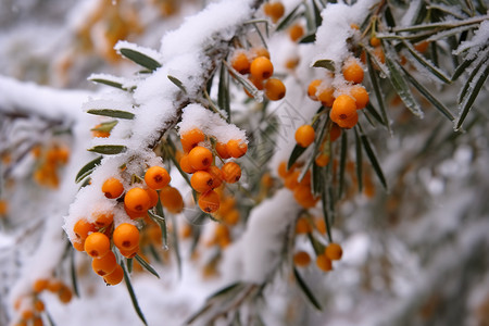 成熟的雪沙棘图片