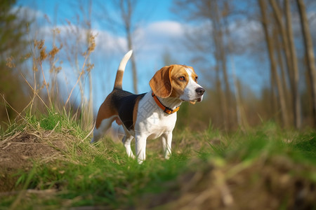 活泼的比格犬图片