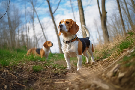 户外树林中的比格犬图片