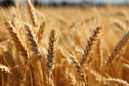 秋季成熟的小麦图片