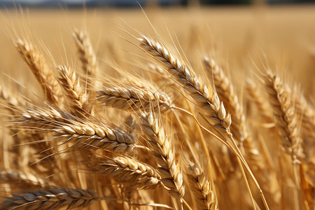 农田里的小麦图片