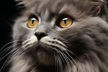 毛茸茸的灰色宠物猫背景图片