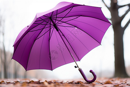 户外紫色的雨伞图片