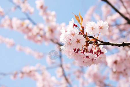 自然美丽的樱花图片