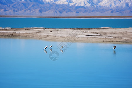 西藏湖泊的美丽景观图片