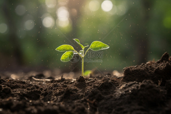 土壤中生长的幼苗图片