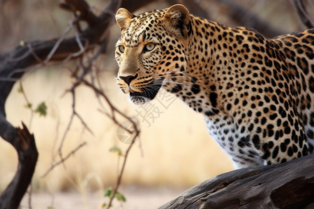 野生动物非洲豹图片