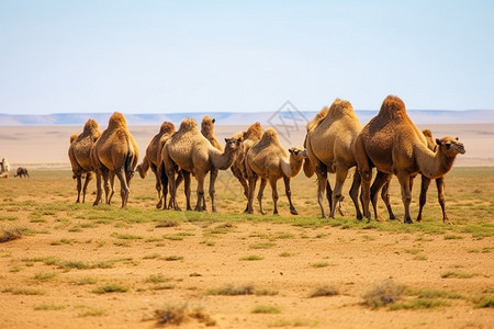 一排骆驼图片