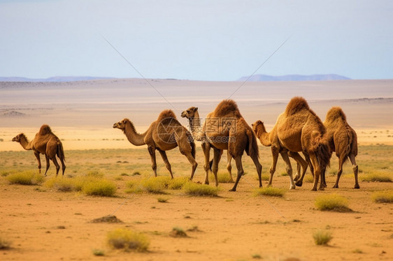 骆驼群体活动图片