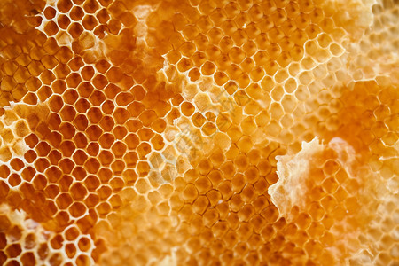 新鲜蜂蜜的细节高清图片