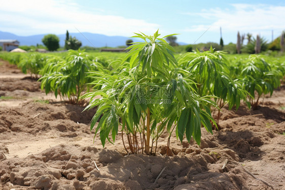 接受阳光的植物图片