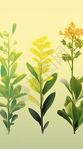 美观的植物海报背景图片