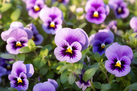 花园的紫色鲜花图片