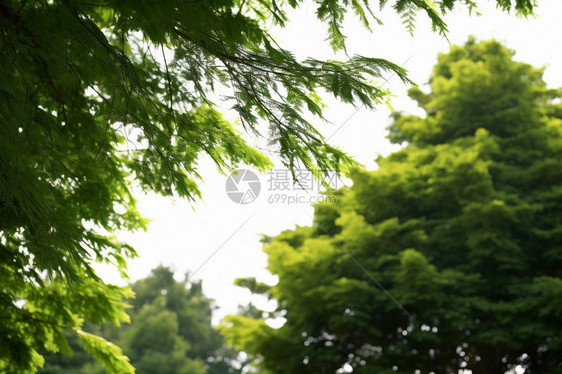 春天的绿色松树图片