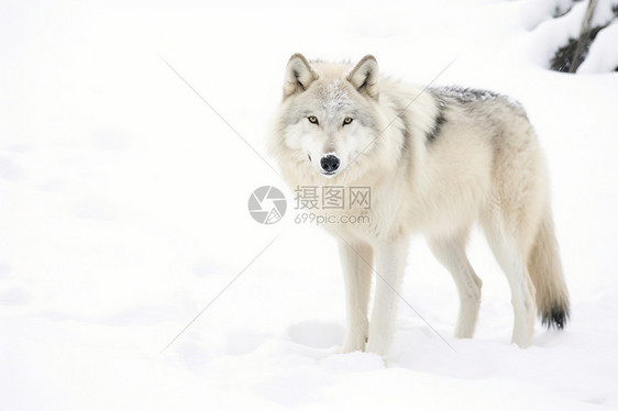 冬季凶猛的狼图片