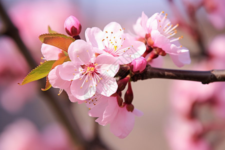 在春天里盛放的桃花图片