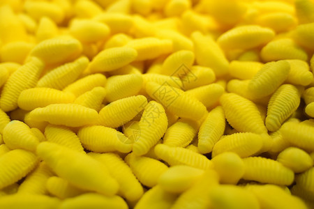 黄色蚕蛹的图图片