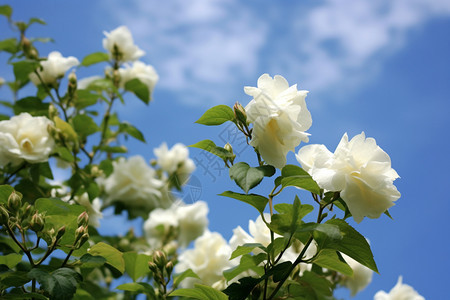 一朵朵洁白的玫瑰花图片