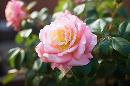盛开的美丽的玫瑰背景图片