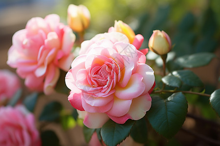 瑰丽多彩的玫瑰花背景图片