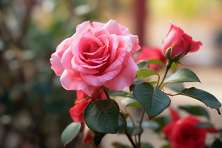 绽放的绚烂的玫瑰花图片