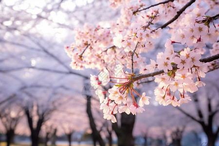 绽放的美丽的樱花图片