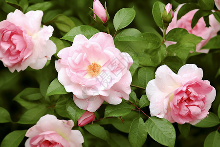 一朵朵白粉色的玫瑰花图片